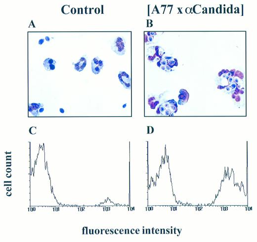 Fig. 7. Role of FcαRI (CD89) in PMN-mediated phagocytosis of fungi. PMN were cultured with C albicans in medium alone (A and C) or in the presence of (A77 × αCandida) BsAb (B and D). Phagocytosis was analyzed microscopically with (A and B) showing representative photographs or by flow cytometry (C and D), plotting FITC-fluorescence (arbitrary units on a logarithmic scale) against the relative cell number. These experiments were repeated three times yielding essentially identical results.