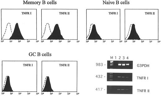 Fig. 5. Expression of type I and type II TNFR in memory, naive, and GC B lymphocytes. Cells were stained with 10 μg/mL htr-9 (anti-TNFR I), 10 μg/mL utr-1 (anti-TNFR II) MoAbs or an isotype-matched irrelevant MoAb (control) and analyzed by flow cytometry. The FACS profiles are from one representative experiment of the four performed. RT-PCR analysis of TNFR gene expression in GC B cells is shown on the right (M = marker; lane 1 = negative control; lanes 2 through 4 correspond to three different GC B-cell samples). The size of the expected fragments is indicated on the left.