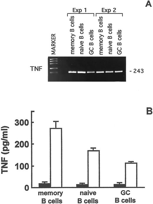 Fig. 7. TNF expression in memory, naive, and GC B lymphocytes. (A) RT-PCR analysis of TNF gene expression in purified memory, naive, and GC B-cell fractions. The size of the expected fragments is indicated on the right. (B) TNF production by purified memory, naive, and GC B lymphocytes after 48-hours culture in the absence (▪) or presence (□) of PMA and A23187. TNF in culture supernatants was assayed by ELISA. Results are means ± SE from three experiments and are expressed as pg/mL.