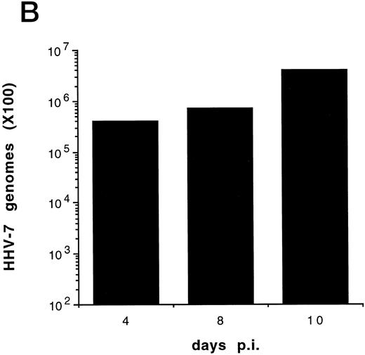 Fig. 1. (A) Evaluation of the total number of viable cells by Trypan blue dye exclusion at different days pi. (B) Cell-associated HHV-7 DNA evaluated at different days pi by quantitative PCR (values are referred to 250 cells). Results of one experiment representative of four separate experiments performed in duplicate are shown.