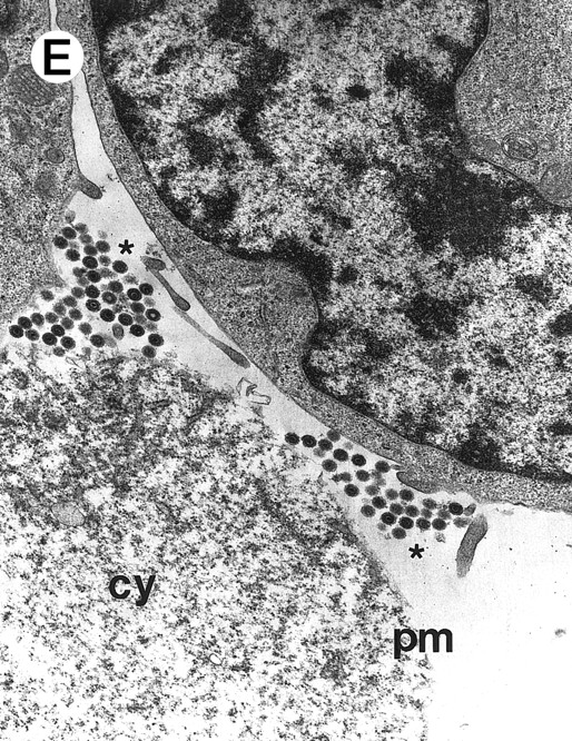 Fig. 2. Morphologic examination of syncytia in HHV-7–infected SupT1 cultures (8 day pi) by light (A) and electron (B through E) microscopy. (A) Field with three syncytia and various single cells. (B) Multinucleated syncytium with an intact morphology. (C) Particular of a necrotic syncytium with vacuolized cytoplasm and initial discontinuation of the plasma membrane. Also note the lack of nuclear chromatin condensation. In (B) and (C), virions appear as dark points (asterisks). (D) Ringed nucleocapsids with an electron-dense core in the cytoplasm of a necrotic syncytium. (E) Particular of a syncytium in advanced stage of necrosis (bottom left), releasing mature virions (asterisks) in proximity of an intact cell (top right). N, nucleus; cy, cytoplasm; v, vacuole; pm, plasma membrane. Original magnifications: (A) ×400; (B and C) ×6,000; (D) ×36,000; and (E) ×7,000.
