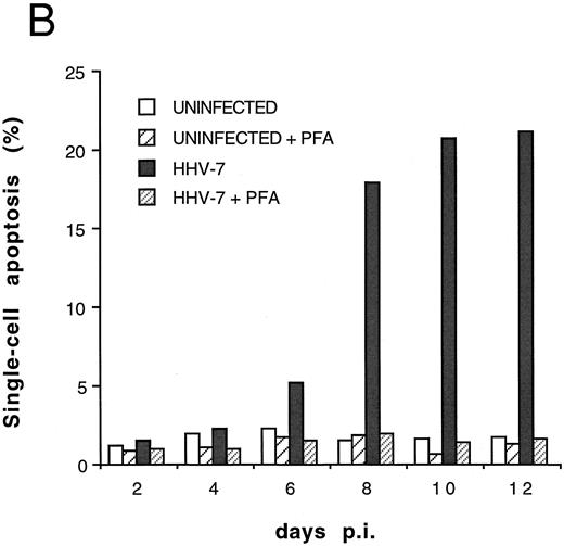 Fig. 5. Effect of cell-free HHV-7 inoculation on SupT1 cells evaluated at different days pi. (A) Total number of viable cells scored by Trypan blue dye exclusion. (B) Percentage of apoptosis evaluated by flow cytometry after PI staining. (C) Cell-associated HHV-7 DNA evaluated by quantitative PCR (values are referred to 250 cells). Results of one representative of three separate experiments performed in duplicate are shown.