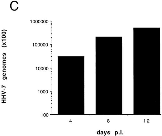 Fig. 5. Effect of cell-free HHV-7 inoculation on SupT1 cells evaluated at different days pi. (A) Total number of viable cells scored by Trypan blue dye exclusion. (B) Percentage of apoptosis evaluated by flow cytometry after PI staining. (C) Cell-associated HHV-7 DNA evaluated by quantitative PCR (values are referred to 250 cells). Results of one representative of three separate experiments performed in duplicate are shown.