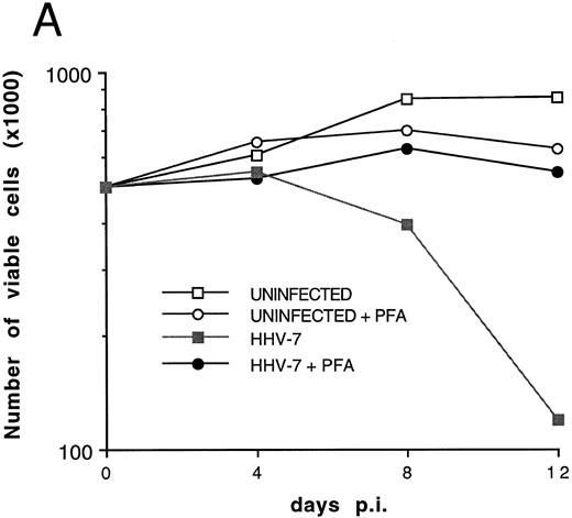 Fig. 7. Effect of cell-free HHV-7 inoculation on primary CD4+ T cells evaluated at different days pi. (A) Total number of viable cells scored by Trypan blue dye exclusion. (B) The percentage of apoptosis evaluated by flow cytometry after PI staining. (C) Cell-associated HHV-7 DNA, evaluated by quantitative PCR (values are referred to 250 cells). Results of one experiment of two separate experiments performed in duplicate are shown.