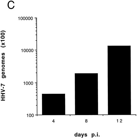 Fig. 7. Effect of cell-free HHV-7 inoculation on primary CD4+ T cells evaluated at different days pi. (A) Total number of viable cells scored by Trypan blue dye exclusion. (B) The percentage of apoptosis evaluated by flow cytometry after PI staining. (C) Cell-associated HHV-7 DNA, evaluated by quantitative PCR (values are referred to 250 cells). Results of one experiment of two separate experiments performed in duplicate are shown.