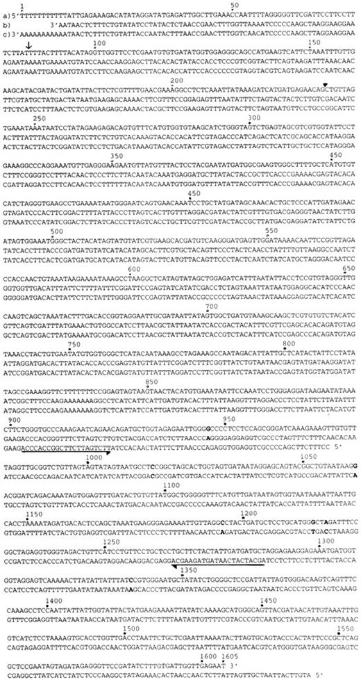Fig. 1. Nucleotide sequence of MARCO cDNA. The entire nucleotide sequence of the isolated cDNA clone, MARCO, is shown in (a). The nucleotide sequences of murine mitochondrial DNA fragment and rat mitochondrial cytochrome c oxidase/serine tRNA cDNA are shown in (b) and (c), respectively (from 3′ to 5′ direction) with the corresponding complementary sequence of MARCO. The nucleotide of MARCO is numbered from 5′ terminal. In each sequence profile, mismatched nucleotides between MARCO (a) and complementary nucleotide sequences of murine mitochondrial DNA fragment (b) are demonstrated with bold typing. The 3′ end of the serine tRNA region is indicated with an arrow. The PvuII site used to prepare the probe for northern blotting analysis is indicated with an arrowhead. The horizontal arrows indicate primers used for RT-PCR analysis (rightward direction for sense primer and leftward direction for antisense primer).