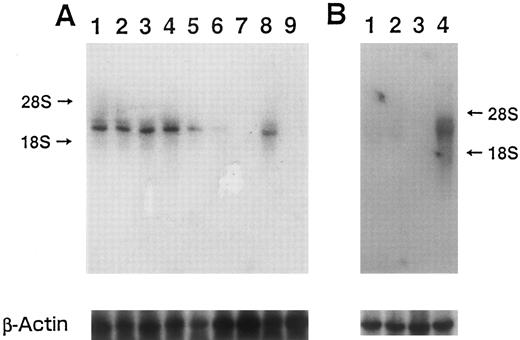 Fig. 3. Northern blot analysis using (A) sense probe, and (B) antisense probe. (A) Lanes 1 and 2, HL-60 transformed with 3′SS plasmid and pOPRSVI plasmid without insert (mock-transfection); 3, 4, 5, 6, and 7, HL-60 transformed with 3′SS plasmid and pOPRSVI-MARCO plasmid (NF-1); 8, and 9, wild-type HL-60 cells; 1 and 3, without IPTG; 4, with IPTG for 6 hours; 5, IPTG for 24 hours; 6, IPTG for 36 hours; 2 and 7, IPTG for 48 hours; 8, RA for 48 hours; 9, RA for 84 hours. (B) Lanes 1 and 2, mock-transfected HL-60 cells; 3 and 4, HL-60 transformant NF-1 cells; 1 and 3, without, and 2 and 4, with IPTG for 6 hours. In both (A) and (B), bottom panels show a rehybridization of the same blot to a human β-actin probe.