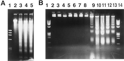 Fig. 6. Estimation of DNA fragmentation after induction of MARCO with IPTG. (A) Cells were cultured with IPTG for 36 hours, then high molecular weight DNA was prepared and electrophoresed. Lane 1, MW marker (φX174/HaeIII); 2, wild-type HL-60 cells; 3, 4, and 5, HL-60 transformants NF-1, 2, and 3. (B) High molecular weight DNA was extracted at the indicated periods after IPTG treatment and electrophoresed. Lanes 1 and 14, MW marker; 2, 3, and 4, wild-type HL-60 cells; 5 and 6, mock-transfected HL-60 cells; 7, 8, 9, 10, 11, 12, and 13, NF-1 cells; 2, 5, and 7, no IPTG stimulation; 8, with IPTG for 24 hours; 9, with IPTG for 36 hours; 10, with IPTG for 48 hours; 11, with IPTG for 60 hours; 12, with IPTG for 72 hours; 13, with IPTG for 84 hours; 3 and 6, with IPTG for 96 hours; 4, with RA for 24 hours.