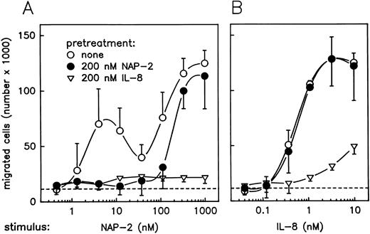 Fig. 4. Effect of pretreatment with NAP-2 or IL-8 on chemotactic migration of PMN in response to NAP-2 or IL-8. Neutrophils were pretreated with 200 nmol/L NAP-2 (•), 200 nmol/L IL-8 (▿), or left untreated (○) for 10 minutes. Washed cells were subsequently assayed for chemotaxis in response to increasing concentrations of NAP-2 (A) or IL-8 (B). Random migration of cells that received no stimulus is indicated (- - -). Data represent mean ± SD from three independent experiments.