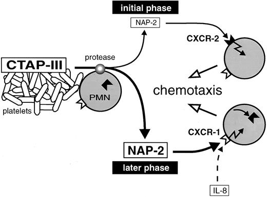 Fig. 6. Proposed model for neutrophil recruitment by increasing concentrations of NAP-2 arising during inflammation. CTAP-III released from activated platelets is proteolytically converted into NAP-2 by neutrophils attached to a thrombus. Low dosages of NAP-2, formed in the initial phase of CTAP-III processing, attract further cells from the periphery through CXCR-2. Increasing dosages of NAP-2 accumulate in the progress of processing and cause the downregulation of CXCR-2. Further migration of the cells to the finally high concentrations of NAP-2 is mediated through CXCR-1.
