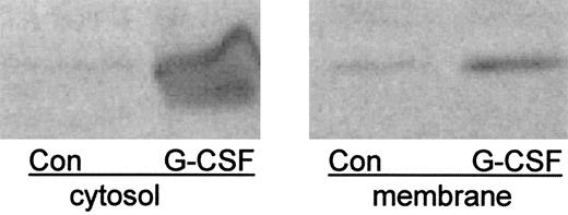 Fig. 1. G-CSF increases the amount of B subunit in cytosol and membrane. Neutrophils were incubated for 3 hours in the presence or absence of G-CSF then disrupted by sonication. Membranes were obtained as the washed pellet of a 6-minute 100,000g centrifugation. The supernatant of the first centrifugation represented cytosol. Samples representing 2 × 107 cell equivalents were resolved by SDS-PAGE and detected with anti-B2 antibody4.