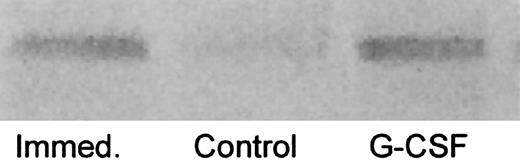 Fig. 2. G-CSF deprivation results in loss of the B subunit. Neutrophils were disrupted by sonication either immediately (Immed) or after cultivation for 60 minutes in the presence (G-CSF ) or absence (Control) of G-CSF. Samples representing cytosol (100,000g supernatant) of 2 × 107cell equivalents were resolved by SDS-PAGE and detected with anti-B2 antibody.