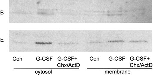 Fig. 3. Upregulation of the B subunit depends on new protein synthesis. Neutrophils were cultivated for 2 hours in the presence (G-CSF ) or absence (Con) of G-CSF. Where noted, cycloheximide and actinomycin D (CHX/ActD) were added 30 minutes before the addition of G-CSF and included throughout the incubation. Cytosol and membrane fractions were prepared as described in the legend to Fig 1, and blots were probed with anti-B2 antibody (B) or with E-11 antibody against subunit E (E).