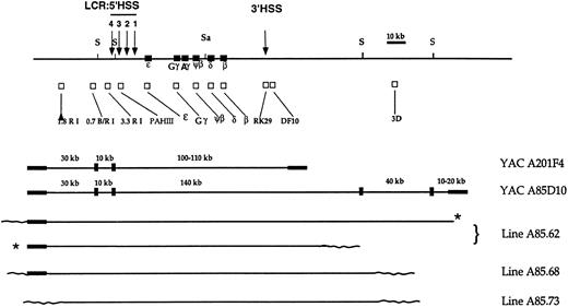 Fig. 1. Map of the human β globin locus, β globin YACs A201F4 (150 kb) and A85D10 (230 kb), and YAC transgenic lines. The top line depicts the human β globin locus and flanking regions. The positions of erythroid-specific, developmentally stable DNase I hypersensitive sites proximal to the locus are indicated by arrows and numbered (5′) 4 to 1 (3′). Restriction sites for Sal 1 (Sa) and Sfi 1 (S) appear above the linear map. The position of each member of the human β globin gene cluster is designated by a closed square; the positions of probe sequences used to map the human genomic sequences are indicated by open squares under the restriction map. Closed rectangles at either end of the A201F4 and A85D10 YAC maps designate the TRP1 and URA3 arms, respectively, of the YAC vector. Wavy lines at the extreme ends of the restriction maps for each of the transgenic lines represent the approximate position of murine genomic DNA. Asterisks indicate that the 2 copies of the YAC have integrated in tandem.