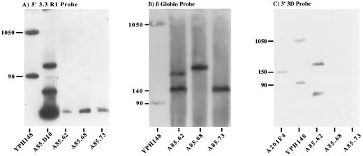 Fig. 2. Long-range mapping of the transgenic human β globin locus by PFGE. YAC and transgenic mouse genomic DNA samples were digested with Sfi 1, resolved by PFGE, blotted, and probed with the 5′ 3.3 RI probe (A), β globin gene probe (B), and 3′ 3D probe (C). Lanes 1A and 1B and lane 2C, total chromosomal DNA from yeast strain YPH148. The 90-kb and 1,050-kb chromosomes from this strain cross-hybridize with plasmid sequences and provide useful markers. Lane 2A, partial Sfi 1 digest of the A85D10 YAC. Lane 1C, undigested total yeast DNA from YAC clone A201F4 provides a 150-kb marker. Lanes A85.62, A85.68, and A85.73 indicate Sfi 1–digested murine genomic DNA from each of the YAC transgenic lines described.