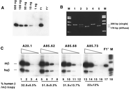 Fig. 5. Comparison of the level of human β globin gene expression in YAC transgenic lines. (A) Autoradiograph of products of RT-PCR. Reverse transcription of 1 to 500 ng total blood RNA from line A20.1 (first 5 lanes), A20.1 transgenic RNA sample with trace genomic DNA present (F1), and RNA from a nontransgenic animal (F1-), followed by PCR amplification with human β globin primers. (B) Ethidium-stained acrylamide gel showing products of RT-PCR of total blood RNA using murine β globin primers, followed by digestion with Bstx1: line A20.1 on C57Bl6 (HbbS) genetic background (lane 1), A20.1 in mice heterozygous for the diffuse and single murine β globin alleles (lane 2), A20.1 on FVB/NJ (HbbD) background (lane 3), and nontransgenic C57Bl6 (lane 4) and FVB/NJ (lane 5) RNA. M, loaded with the φx174/HaeIII marker ladder. (C) Autoradiographs of RT-PCR products resolved by electrophoresis in 5% acrylamide gels. Samples from β globin YAC transgenic lines are indicated above each set of 4 lanes. For each line, 10-fold serial dilutions of total blood RNA were made, and 1 μg (lanes 1, 5, 9, and 13), 100 ng (lanes 2, 6, 10, and 14), 10 ng (lanes 3, 7, 11, and 15), or 1 ng (lanes 4, 8, 12, and 16) RNA was included in the RT reaction. PCR was performed in the presence of both human and mouse β globin primers. Lane F1, RT-PCR of 100 ng total blood RNA from a nontransgenic animal showing amplification of murine β globin RNA. Lane M, φx174/HaeIII marker ladder. The % human β globin/mouse β globin corrected for the number of human and mouse loci and standard deviations calculated for each line are indicated.