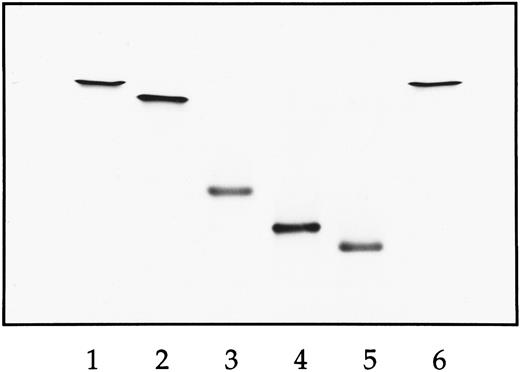Fig. 1. IEF of natural and recombinant Hbs. Lane 1, natural HbA; lane 2, HbS; lane 3, Hb E6V(β)/E121R(β) double mutant; lane 4, Hb D75Y(α)/E6V(β)/E121R(β) triple mutant; lane 5, D6A(α)/D75Y(α)/E6V(β)/E121R(β); lane 6, HbS. The anode is at the top and the cathode is at the bottom.