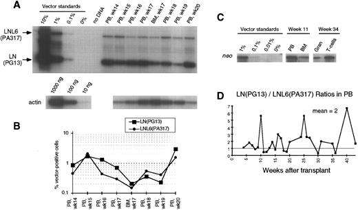 Fig. 1. (A) Southern blot analysis of amplified vector sequences from baboon, J94090. Primers LN/LNL6 2229 and LN/LNL6 3210 were used to distinguish signals derived from LN (301 bp) versus LNL6 (982 bp). PCR for actin DNA was performed on the same samples with 100 ng DNA. Standards consist of single copy HT1080 DNA, HT1080/LN, and HT1080/LNL6 at a 1:1 ratio, mixed with normal baboon DNA in a log dilution series. PB, peripheral blood; BM, bone marrow. (B) Percentage vector-positive cells measured by phosphorimage analysis of signal intensities for LN and LNL6 corrected for the LN/LNL6 ratio in the standards (see Results) and for the amount of DNA as determined by actin PCR. (C) Southern blot analysis of neo-amplified sequences from PB, BM, peripheral blood granulocytes (Gran), and CD2+ T lymphocytes (using neo primers neo 350 and neo 1150). (D) LN/LNL6 ratios over time in PB cells of the long-term surviving animal, J94090.