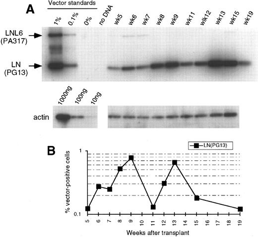 Fig. 2. (A) Southern blot analysis of amplified vector sequences from baboon, M94264, as described for Fig 1. (B) Phosphorimage analysis of signal intensities for LN adjusted for the amount of DNA as determined by actin PCR. Numbers for LNL6 were either below 0.1% or bands were undetectable.