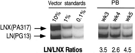 Fig. 3. PCR analysis of vector sequences from baboon, M94142. Primers LN/LNL6 2229 and LN/LNL6 3210 were used to distinguish signals from LN (301 bp) versus LNX (326 bp) derived sequences. Amplification products were separated on a 10% polyacrylamide gel. LN/LNX ratios.