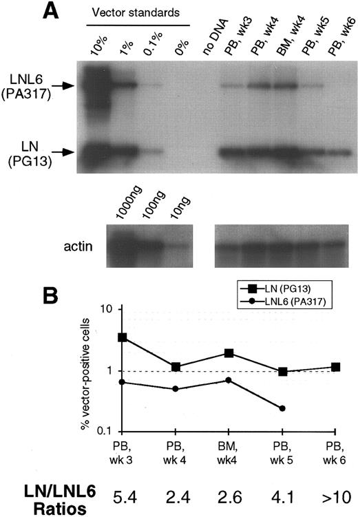 Fig. 4. (A) Southern blot analysis of amplified vector sequences from baboon, F93449, as described for Fig 1. (B) Phosphorimage analysis of signal intensities for LN and LNL6 adjusted for the amount of DNA loaded as determined by actin PCR.