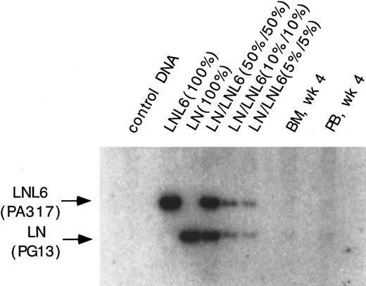 Fig. 5. Southern blot analysis for the presence of the LN and LNL6 vector in DNA from PB and marrow in baboon, F93449, on week 4 after transplant. DNA was restricted with Sac I, which cuts both vectors outside of the neo gene. The expected size for LNL6 is 3052 bp and for LN, 2371 bp. Positive control standards and dilutions consist of the indicated ratios of DNA from HT1080 cells marked with a single copy of either the LN or the LNL6 vector mixed with normal DNA.