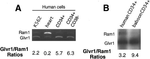 Fig. 6. Analysis of relative retroviral receptor expression. RT-PCR was performed on RNA from heart, different hematopoietic cell lines, and hematopoietic CD34 cells and CD34+ CD38− cells in humans and CD34+ cells in baboons. Samples were electrophoresed on nondenaturing gels and either stained with ethidium bromide (A) or exposed to x-ray film (B) and analyzed by densitometry. The predicted DNA fragment for the amphotropic receptor is 182 bp and for GALV receptor, it is 149 bp.