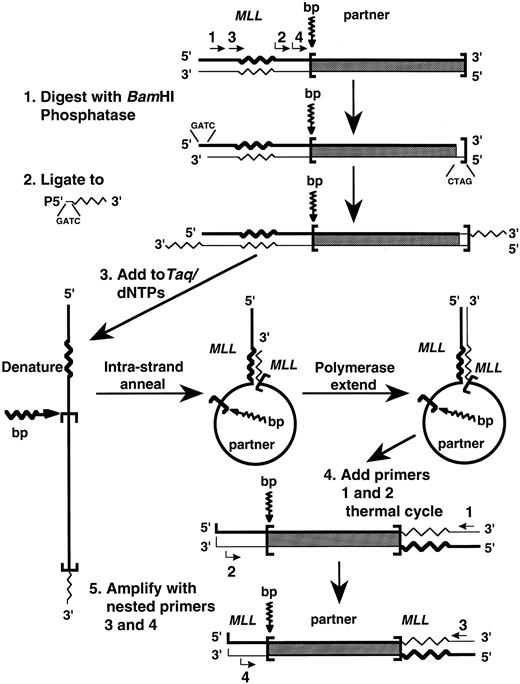 Fig. 1. Schematic of panhandle PCR strategy to amplify MLL genomic breakpoint on der(11) chromosome.