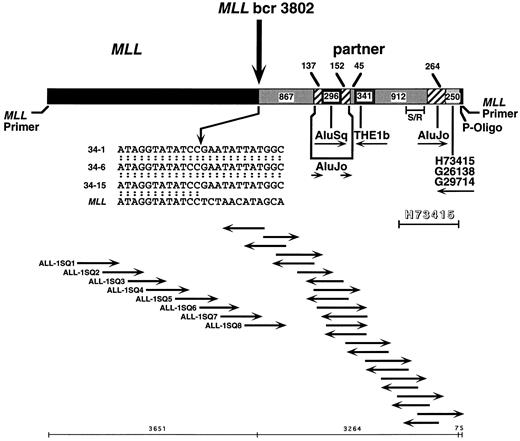Fig. 3. Sequence of der(11) in individual subclones, 34-1, 34-6, and 34-15, from panhandle PCR. The 5′ 3,651 bp include MLL forward nested primer and MLL bcr sequence. The 3,224 bp of 3′ sequence are partner DNA. The most 3′ 75 bp of sequence extend from ligated phosphorylated oligonucleotide (P-Oligo) through reverse nested primer. Sequencing strategy and orientation of sequencing primers are shown at bottom. Primers ALL-1-SQ7 and ALL-1-SQ8 identified the breakpoint in subclone 34-1 and verified the breakpoint in subclones 34-6 and 34-15. Comparison with normal MLL genomic sequence localized the breakpoint to nucleotide 3802. The insert at middle is the breakpoint junction sequence in subclones 34-1, 34-6, and 34-15, where the arrow shows the breakpoint. The partner DNA includes two unique nonrepetitive sequences 867 bp and 912 bp in size, Alu and THE1b MaLR repeats, and a 3′ region of homology to 255 bp of existing sequences of known ESTs. Each subclone ended at the 3′ side with the ligated oligonucleotide and MLL reverse nested primer sequence. Sequences were the same in all three subclones. Further sequencing of EST H73415 in entirety in forward and reverse directions showed homology at 1,033 of 1,034 bases in the indicated region (shadowed). S/R indicates a 267-bp region amplified in somatic cell hybrid and radiation hybrid screens.