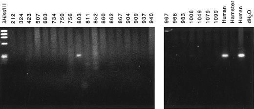Fig. 5. Chromosomal localization of partner DNA by screening panel of somatic cell hybrid DNAs by PCR. Cell line 803 contained the complement of human chromosome 4 (Bios Laboratories). Human and hamster genomic DNAs were positive and negative controls, respectively.