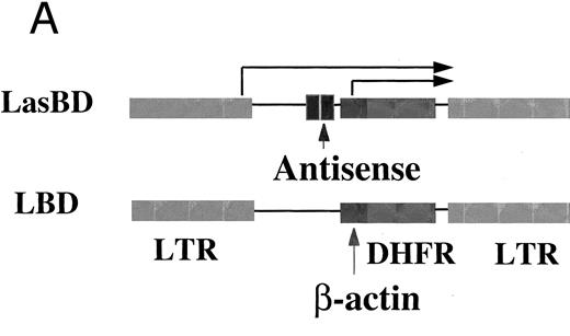 Fig. 2. The LasBD retroviral vector. (A) Retroviral vector LasBD containing the tyr22-DHFR gene transcriptionally regulated by an internal β-actin promoter and two 20-mer anti-b3a2 AS modified sequences regulated by the MoMuLV-LTR. The retroviral vector, LBD, contains the tyr22-DHFR gene transcriptionally regulated by an internal β-actin promoter but no anti-BCR/ABL antisense sequences. (B) Northern blot analysis showing equal expression of the LTR-regulated AS-DHFR message (2.6 kb) and the internal β-actin promoter-regulated DHFR message (1.3 kb). Expression of both mRNAs is depicted for PA317 packaging cells, LasBD-32Dp210 cells recovered after ex vivo selection in MTX and IL-3, and LasBD-32Dp210 cells recovered 70 days after in vivo infusion of bulk-selected LasBD-32Dp210 cells into syngeneic C3H mice. (C) Secondary structure of the anti-b3a2 AS sequence, determined based on a dynamic program algorithm of the minimum free energy conformation of the RNA using the Program Manual for the Wisconsin Package (version 8, September 1994; Genetics Computer Group, Madison, WI).4142 The optimal stable conformation of the modified double antisense mRNA indicates that 5 to 10 bases surrounding the b3a2 breakpoint are single-stranded.