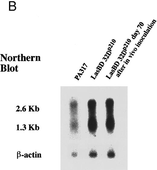 Fig. 2. The LasBD retroviral vector. (A) Retroviral vector LasBD containing the tyr22-DHFR gene transcriptionally regulated by an internal β-actin promoter and two 20-mer anti-b3a2 AS modified sequences regulated by the MoMuLV-LTR. The retroviral vector, LBD, contains the tyr22-DHFR gene transcriptionally regulated by an internal β-actin promoter but no anti-BCR/ABL antisense sequences. (B) Northern blot analysis showing equal expression of the LTR-regulated AS-DHFR message (2.6 kb) and the internal β-actin promoter-regulated DHFR message (1.3 kb). Expression of both mRNAs is depicted for PA317 packaging cells, LasBD-32Dp210 cells recovered after ex vivo selection in MTX and IL-3, and LasBD-32Dp210 cells recovered 70 days after in vivo infusion of bulk-selected LasBD-32Dp210 cells into syngeneic C3H mice. (C) Secondary structure of the anti-b3a2 AS sequence, determined based on a dynamic program algorithm of the minimum free energy conformation of the RNA using the Program Manual for the Wisconsin Package (version 8, September 1994; Genetics Computer Group, Madison, WI).4142 The optimal stable conformation of the modified double antisense mRNA indicates that 5 to 10 bases surrounding the b3a2 breakpoint are single-stranded.