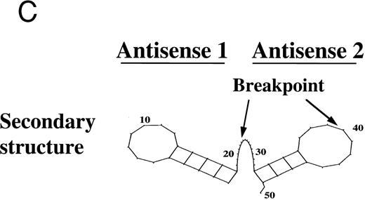 Fig. 2. The LasBD retroviral vector. (A) Retroviral vector LasBD containing the tyr22-DHFR gene transcriptionally regulated by an internal β-actin promoter and two 20-mer anti-b3a2 AS modified sequences regulated by the MoMuLV-LTR. The retroviral vector, LBD, contains the tyr22-DHFR gene transcriptionally regulated by an internal β-actin promoter but no anti-BCR/ABL antisense sequences. (B) Northern blot analysis showing equal expression of the LTR-regulated AS-DHFR message (2.6 kb) and the internal β-actin promoter-regulated DHFR message (1.3 kb). Expression of both mRNAs is depicted for PA317 packaging cells, LasBD-32Dp210 cells recovered after ex vivo selection in MTX and IL-3, and LasBD-32Dp210 cells recovered 70 days after in vivo infusion of bulk-selected LasBD-32Dp210 cells into syngeneic C3H mice. (C) Secondary structure of the anti-b3a2 AS sequence, determined based on a dynamic program algorithm of the minimum free energy conformation of the RNA using the Program Manual for the Wisconsin Package (version 8, September 1994; Genetics Computer Group, Madison, WI).4142 The optimal stable conformation of the modified double antisense mRNA indicates that 5 to 10 bases surrounding the b3a2 breakpoint are single-stranded.