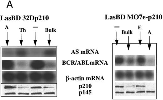 Fig. 3. LasBD suppresses b3a2-mRNA and p210BCR/ABL expression and restores normal function. MO7ep210 or 32Dp210 cells were transduced with LasBD and cultured in IMDM+ 0.25 μmol/L MTX + rHuIL-3 or rMuIL-3 (Bulk) for 14 days. In addition, 1 × 103 transduced cells were cultured in wells of a 48-well plate in IMDM+ 0.25 μmol/L MTX + IL-3 (clones 32Dp210 A and TH and MO7ep210 A and E). (A) Molecular analysis of antisense and BCR/ABL expression: MTX-selected LasBD-32Dp210 and LasBD-M07ep210 cells and untransduced cells were analyzed by semiquantitative RT-PCR to detect AS mRNA, BCR/ABL mRNA, and β-actin mRNA and by Western blot to detect p210BCR/ABL and p145ABL protein, as described in the Materials and Methods. Expression of AS-mRNA and BCR/ABL mRNA as well as p210BCR/ABL protein for untransduced cells (indicated with a minus sign), bulk-selected (indicated as Bulk) and clonal cell populations (for 32Dp210 cells, Th and A; for M07ep210 cells, E and A) are shown. For Western blot analysis, the bands representing the p145ABL protein and the p210BCR/ABL protein are indicated with an arrow. Equal loading of the gels is shown by the presence of the p145ABL protein. (B) Effect of LasBD on growth in the presence and absence of IL-3. (Upper panels) Untransduced 32Dp210 and MO7ep210 cells and transduced, bulk-selected, or cloned 32Dp210 and MO7ep210 cells cultured for 6 days in IL-3–containing medium. On days 1, 3, 5, and 6, the number of viable cells was determined by enumerating cells stained with trypan blue in a hemocytometer. Total viable cell expansion is depicted. Bulk-selected LasBD-32Dp210 and LasBD-MO7ep210 cells and clones 32Dp210-Th and MO7ep210-A expanded significantly less than untransduced 32Dp210 and MO7ep210 cells or clones that continued to express BCR/ABL mRNA and protein (32Dp210-A and MO7ep210-E cells). (Lower panels) Untransduced 32Dp210 and MO7ep210 cells and transduced, bulk-selected, or cloned 32Dp210 and MO7ep210 cells cultured for 6 days without IL-3. On days 1, 3, 5, and 6, the number of viable cells was determined by enumerating cells stained with trypan blue in a hemocytometer. The percentage of viable cells is depicted. All bulk-selected LasBD-32Dp210 cells and LasBD-MO7ep210 cells and clones 32Dp210 -Th and MO7ep210-A died by day 6, whereas a significant proportion of untransduced 32Dp210 and MO7ep210 cells or clones that continued to express BCR/ABL mRNA and protein (32Dp210-A and MO7ep210-E cells) survived even in the absence of IL-3. (C) Untransduced 32Dp210 cells and transduced, bulk-selected, or cloned 32Dp210 cells cultured for 6 days without IL-3 (BCL-2, BAX, and p53) or with IL-3 (C-MYC). After 3 days, cells were recovered and protein extracts were subjected to Western analysis for expression of p145ABL, C-MYC, BCL-2, BAX, and p53. Decreased cell expansion of bulk-selected LasBD-32Dp210 cells and clone LasBD-32Dp210-Th that express only low levels of p210BCR/ABL in the presence of IL-3 was associated with decreased expression of C-MYC (upper panel). Cell death of bulk-selected LasBD-32Dp210 cells and clone LasBD-32Dp210-Th that express only low levels of p210BCR/ABL was associated with increased levels of p53 and BAX and decreased levels of BCL-2 (lower panel).