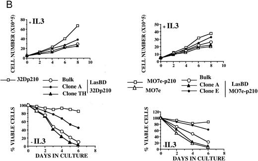 Fig. 3. LasBD suppresses b3a2-mRNA and p210BCR/ABL expression and restores normal function. MO7ep210 or 32Dp210 cells were transduced with LasBD and cultured in IMDM+ 0.25 μmol/L MTX + rHuIL-3 or rMuIL-3 (Bulk) for 14 days. In addition, 1 × 103 transduced cells were cultured in wells of a 48-well plate in IMDM+ 0.25 μmol/L MTX + IL-3 (clones 32Dp210 A and TH and MO7ep210 A and E). (A) Molecular analysis of antisense and BCR/ABL expression: MTX-selected LasBD-32Dp210 and LasBD-M07ep210 cells and untransduced cells were analyzed by semiquantitative RT-PCR to detect AS mRNA, BCR/ABL mRNA, and β-actin mRNA and by Western blot to detect p210BCR/ABL and p145ABL protein, as described in the Materials and Methods. Expression of AS-mRNA and BCR/ABL mRNA as well as p210BCR/ABL protein for untransduced cells (indicated with a minus sign), bulk-selected (indicated as Bulk) and clonal cell populations (for 32Dp210 cells, Th and A; for M07ep210 cells, E and A) are shown. For Western blot analysis, the bands representing the p145ABL protein and the p210BCR/ABL protein are indicated with an arrow. Equal loading of the gels is shown by the presence of the p145ABL protein. (B) Effect of LasBD on growth in the presence and absence of IL-3. (Upper panels) Untransduced 32Dp210 and MO7ep210 cells and transduced, bulk-selected, or cloned 32Dp210 and MO7ep210 cells cultured for 6 days in IL-3–containing medium. On days 1, 3, 5, and 6, the number of viable cells was determined by enumerating cells stained with trypan blue in a hemocytometer. Total viable cell expansion is depicted. Bulk-selected LasBD-32Dp210 and LasBD-MO7ep210 cells and clones 32Dp210-Th and MO7ep210-A expanded significantly less than untransduced 32Dp210 and MO7ep210 cells or clones that continued to express BCR/ABL mRNA and protein (32Dp210-A and MO7ep210-E cells). (Lower panels) Untransduced 32Dp210 and MO7ep210 cells and transduced, bulk-selected, or cloned 32Dp210 and MO7ep210 cells cultured for 6 days without IL-3. On days 1, 3, 5, and 6, the number of viable cells was determined by enumerating cells stained with trypan blue in a hemocytometer. The percentage of viable cells is depicted. All bulk-selected LasBD-32Dp210 cells and LasBD-MO7ep210 cells and clones 32Dp210 -Th and MO7ep210-A died by day 6, whereas a significant proportion of untransduced 32Dp210 and MO7ep210 cells or clones that continued to express BCR/ABL mRNA and protein (32Dp210-A and MO7ep210-E cells) survived even in the absence of IL-3. (C) Untransduced 32Dp210 cells and transduced, bulk-selected, or cloned 32Dp210 cells cultured for 6 days without IL-3 (BCL-2, BAX, and p53) or with IL-3 (C-MYC). After 3 days, cells were recovered and protein extracts were subjected to Western analysis for expression of p145ABL, C-MYC, BCL-2, BAX, and p53. Decreased cell expansion of bulk-selected LasBD-32Dp210 cells and clone LasBD-32Dp210-Th that express only low levels of p210BCR/ABL in the presence of IL-3 was associated with decreased expression of C-MYC (upper panel). Cell death of bulk-selected LasBD-32Dp210 cells and clone LasBD-32Dp210-Th that express only low levels of p210BCR/ABL was associated with increased levels of p53 and BAX and decreased levels of BCL-2 (lower panel).