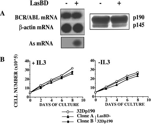 Fig. 6. LasBD does not suppress p190BCR/ABL expression and does not affect the function of 32Dp190 cells. (A) 32Dp190 cells were transduced with LasBD and selected with MTX and rMuIL-3. Untransduced (in lanes with minus sign) and MTX-selected, transduced cells (in lanes with plus sign) were analyzed by semiquantitative RT-PCR to detect AS mRNA, BCR/ABL mRNA, and β-actin mRNA (left panel) and by Western blot to detect p190BCR/ABL and p145ABL protein (right panel), as described in the Materials and Methods. (B) LasBD-transduced (clones A and B) and untransduced 32Dp190 cells were cultured for 6 days in IL-3–containing (left panel) or IL-3–free (right panel) cultures and viable cell expansion was measured.