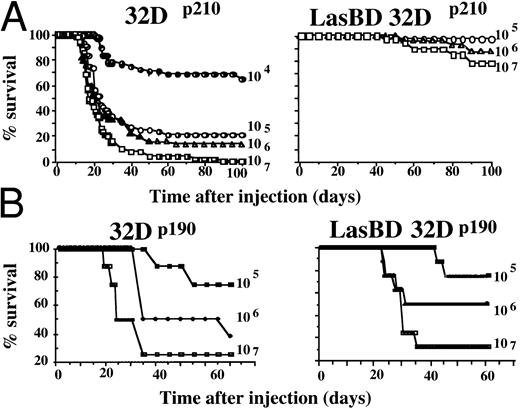 Fig. 8. LasBD reduces tumorigenicity of 32Dp210 cells but not 32DP190 cells in vivo. A total of 104 to 107 untransduced (left panels) or LasBD transduced (right panels) 32Dp210 (A) and 32Dp190 (B) cells, selected ex vivo with MTX, were injected through the tail vein into C3H mice (4 independent experiments, 8 to 12 animals/group/experiment). Survival of animals was assessed daily for 100 days after inoculation. After 70 days, some animals that received 107, 106, and 105 LasBD-32Dp210 cells were killed, and the spleen and marrow were examined for the presence of BCR/ABL cDNA, BCR/ABL mRNA, and AS mRNA.