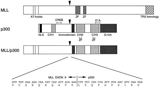 Fig. 4. Schematic representation of the MLL, p300, and putative MLL-p300 chimeric proteins. The functional domains of MLL and p300 are shown beneath the figure. The nt and single-letter amino acid sequences surrounding the MLL-p300 breakpoint are shown at the bottom of the figure. NLS, nuclear localization signal; C/H, cysteine/histidine-rich region; Q rich, glutamine-rich region; ZF, Zinc finger domain; CREB, CREB-binding site; E1A, E1A binding site. Arrows indicate the breakpoint of each gene and the fusion point of chimeric protein. MLL-p300 fusion junction is in-frame, and putative chimeric protein loses part of the C/H-rich region and the CREB-binding site located in p300.