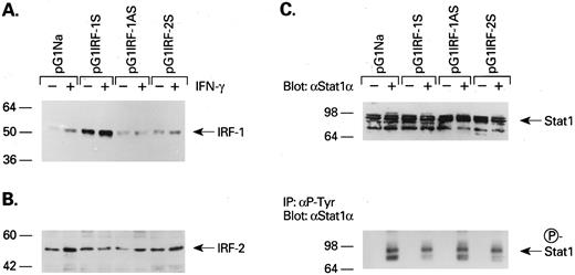 Fig. 2. Immunoblotting of IRF-1 (A), IRF-2 (B), and Stat1 (C; upper portion) protein in retrovirus transfected KG1a cells with or without IFN-γ stimulation. (C; lower portion) Cell lysates were immunoprecipitated by antiphosphotyrosine MoAb (4G10) and then immunoblotted by anti-Stat1α antibody.