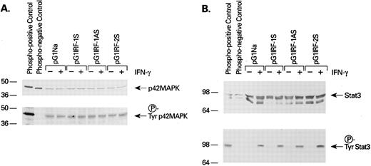 Fig. 3. Immunoblotting of nonphosphorylated (A; upper portion) and phosphorylated p42 MAP kinase (A; lower portion) and nonphosphosporylated (B; upper portion) and phosphorylated Stat3 (B; lower portion) protein in retrovirus-transfected KG1a cells with or without IFN-γ stimulation. Similar results were also obtained when MAP kinase activity in immunoprecipitates (by anti-MAP kinase MoAb) was also measured using MBP as a substrate (not shown).