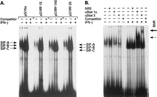 Fig. 4. EMSA using nuclear extracts from retrovirus-transduced KG1a cells cultured with or without IFN-γ (A). The nuclear extracts were incubated with or without competitor cold probe (100×). SIF, sis-inducible factor. (B) The nuclear extracts were incubated with or without normal rabbit serum (NRS) or anti-Stat1α or anti-Stat3 antibody. The arrows in the right side indicate the position of supershifted bands. This figure clearly shows three bands corresponding to SIF-A, SIF-B, and SIF-C. In IFN-γ–treated lanes, these bands were too strong to be clearly separated. However, these three lanes are clearly distinguishable in unstimulated lanes.