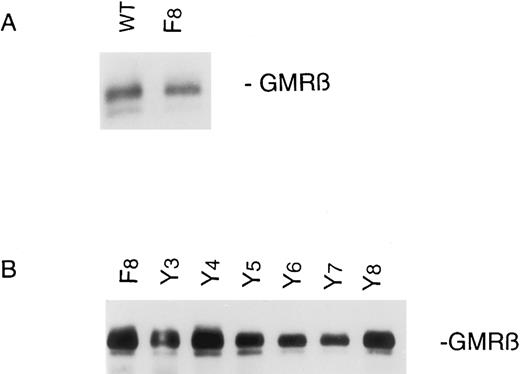 Fig. 1. GMRβ expression in Ba/F3-GMRαβ cells. Stable transfectants were constructed as described in the Materials and Methods. Cells (107) were lysed and cellular proteins were immunoprecipitated with antihuman GMRβ MoAb. Immunoprecipitates were subjected to SDS-PAGE and immunoblotted with the same anti-GMRβ antibody.