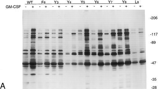 Fig. 2. Tyrosine phosphorylation of cellular proteins in Ba/F3-GMRα cell lines expressing mutant GMRβ. Cells (107) were incubated in the absence or presence of GM-CSF (10 ng/mL) for 15 minutes. Cell lysates were immunoprecipitated with antiphosphotyrosine antibody (A) or anti-β chain antibody (B), electrophoresed through 6% to 12% gradient SDS-PAGE, and then analyzed by immunoblotting with antiphosphotyrosine antibody 4G10.