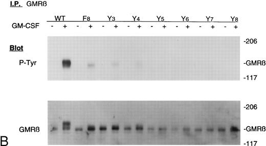 Fig. 2. Tyrosine phosphorylation of cellular proteins in Ba/F3-GMRα cell lines expressing mutant GMRβ. Cells (107) were incubated in the absence or presence of GM-CSF (10 ng/mL) for 15 minutes. Cell lysates were immunoprecipitated with antiphosphotyrosine antibody (A) or anti-β chain antibody (B), electrophoresed through 6% to 12% gradient SDS-PAGE, and then analyzed by immunoblotting with antiphosphotyrosine antibody 4G10.