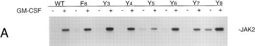 Fig. 3. (A) Phosphorylation of JAK2 in mutant cell lines. Cells (107) were incubated in the absence or presence of 10 ng/mL GM-CSF for 15 minutes. Total cellular proteins were immunoprecipitated with anti-JAK2 antibody and subjected to 7.5% SDS-PAGE and immunoblot analysis with antiphosphotyrosine antibody. (B) Phosphorylation of STAT5 in mutant cell lines. Cells (5 × 106) were incubated in the absence or presence of 10 ng/mL GM-CSF for 15 minutes and cellular proteins were subjected to 7.5% SDS-PAGE and immunoblot analysis with anti-phospho-STAT antibody. (C) Phosphorylation of STAT5 in Ba/F3 −GMRαβ F8 cells in response to two concentrations of GM-CSF.