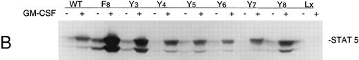 Fig. 3. (A) Phosphorylation of JAK2 in mutant cell lines. Cells (107) were incubated in the absence or presence of 10 ng/mL GM-CSF for 15 minutes. Total cellular proteins were immunoprecipitated with anti-JAK2 antibody and subjected to 7.5% SDS-PAGE and immunoblot analysis with antiphosphotyrosine antibody. (B) Phosphorylation of STAT5 in mutant cell lines. Cells (5 × 106) were incubated in the absence or presence of 10 ng/mL GM-CSF for 15 minutes and cellular proteins were subjected to 7.5% SDS-PAGE and immunoblot analysis with anti-phospho-STAT antibody. (C) Phosphorylation of STAT5 in Ba/F3 −GMRαβ F8 cells in response to two concentrations of GM-CSF.