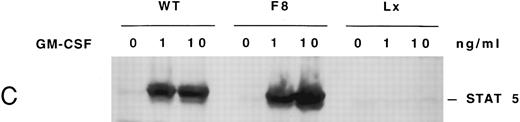 Fig. 3. (A) Phosphorylation of JAK2 in mutant cell lines. Cells (107) were incubated in the absence or presence of 10 ng/mL GM-CSF for 15 minutes. Total cellular proteins were immunoprecipitated with anti-JAK2 antibody and subjected to 7.5% SDS-PAGE and immunoblot analysis with antiphosphotyrosine antibody. (B) Phosphorylation of STAT5 in mutant cell lines. Cells (5 × 106) were incubated in the absence or presence of 10 ng/mL GM-CSF for 15 minutes and cellular proteins were subjected to 7.5% SDS-PAGE and immunoblot analysis with anti-phospho-STAT antibody. (C) Phosphorylation of STAT5 in Ba/F3 −GMRαβ F8 cells in response to two concentrations of GM-CSF.