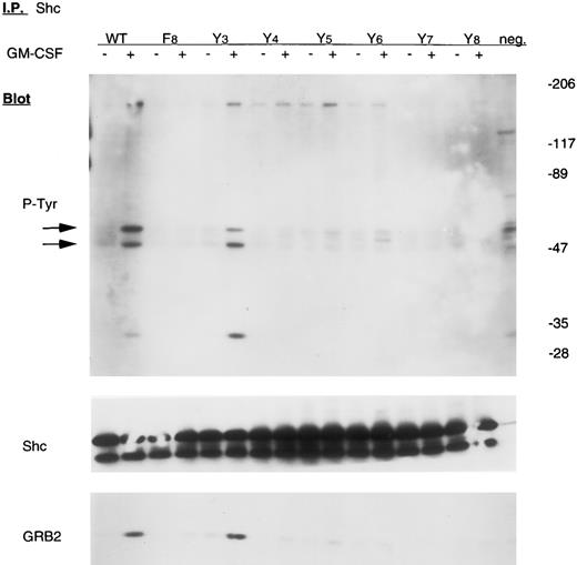 Fig. 4. Tyrosine phosphorylation of Shc in mutant cell lines. Cells were incubated in the absence or presence of 10 ng/mL GM-CSF for 15 minutes. Lysates from 107 cells were immunoprecipitated with anti-SHC antibody and subjected to 6% to 12% gradient SDS-PAGE. Immunoblot analyses were performed with either antiphosphotyrosine, anti-SHC, or anti-GRB2 antibody using the same membrane, as indicated.