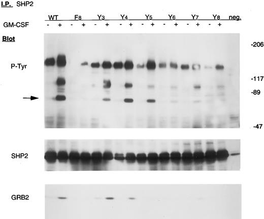 Fig. 5. Tyrosine phosphorylation of SHP2 in mutant cell lines. Cells were incubated in the absence or presence of 10 ng/mL GM-CSF for 15 minutes. Lysates from 107 cells were immunoprecipitated with anti-SHP2 antibody and subjected to 6% to 12% gradient SDS-PAGE and immunoblot analysis with antiphosphotyrosine antibody. The same blot was stripped and reprobed with anti-SHP2 and anti-GRB2 antibody, as indicated.
