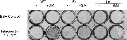 Fig. 7. Adhesion to fibronectin after GM-CSF stimulation in mutant cell lines. Cells were incubated for 6 hours in the absence or in the presence of GM-CSF (10 ng/mL) and tested for adhesion to wells previously coated with fibronectin (10 μg/mL). The figure shows a photograph of the plate with each well stained for adherent cells with Wright-Giemsa stain.